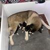 American Akita puppies 