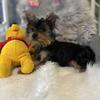 Sunny Adorable Mini Male Yorkie🐶☀️ 