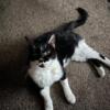 Black & White Male Cat - Super Loving * Diabetic* *Needs a Hero* *URGENT*