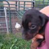 Doberman Pups for rehoming