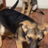 5 German Shepard puppies Looking for forever homes!