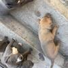 $800 super cute puppies