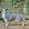 American Bully Stud ( GRCH BRISKET SON) OPEN FOR STUD