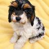 Cavapoo Puppies! Ready Now