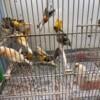 Canary Birds for Sale