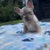 Super small french bulldog male