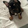 French/English Bulldog Puppies
