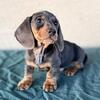Mini Dachshunds AKC