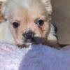 Adorable AKC Fluffy French Bulldog Puppies