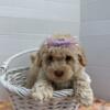 MINI POODLE PUPPY FEMALE FOR SALE