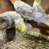 Cockatiels