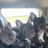 6 month old French bulldogs $8501000