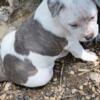 American Bully pups looking for
