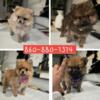 Teacup pomeranian Girls Available