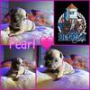 French Bulldogs (Frenchies)