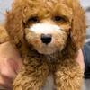 Mini Petite Goldendoodle Fisher
