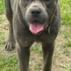 Female Cane Corso for re-homing