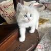 Female Ragdoll kitten