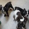 Frenchton puppies dob 7-4-25