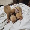 AMERICAN PITBULL TERRIORS 