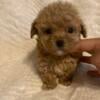 CKC Tiny toy poodle puppies