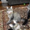 Maine coon kittens October 2024 READY NOW  European TICA