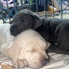 Champagne and charcoal lab puppies