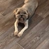 Lhasa Apso