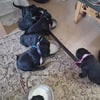 Black Russian Terrier Puppies