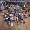Pigeons for sale  Tippler Highfliers