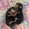 Three different litters with available puppies