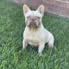adult male french bulldog