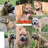  Cane Corso Import bloodline puppies