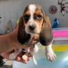 Basset Hound Puppies American / European