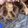 Bully pups 