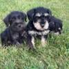 Miniature Schnauzer puppies all girls