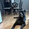 Cane corso stud