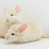 3 Month Old Goldbar / Lowe's Recessive White Male Chinchilla Kits  very friendly!