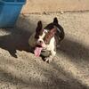 Micro bully