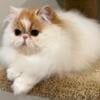 Persian Kittens and Cats Available for Sale