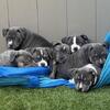American Bully PUPPIES (pocket)