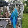 Blue and gold macaw 