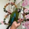 Baby Severe Macaws AVAILABLE