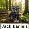 AKC MINIATURE SCHNAUZERS Ready For New Family