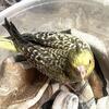 pearl cockatiel