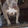 American bully