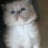 (ON HOLD, LISA) CoCo Mink Ragdoll kitten Kats ravishing ragdolls