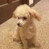 Toy Poodle Puppies - AKC Purebreds