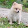 male pomeranian puppy