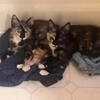 2 female calico kittens need forever homes